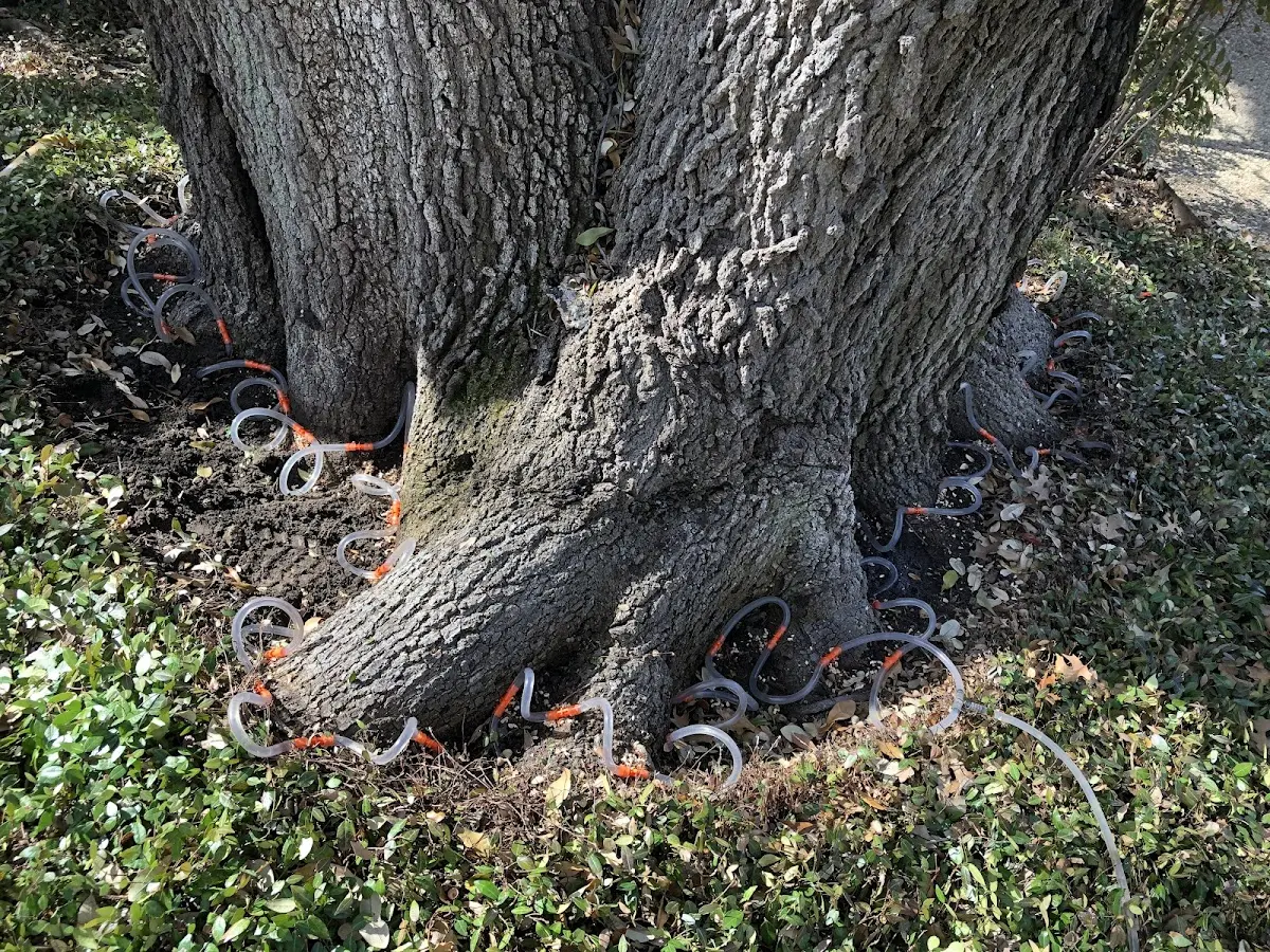Detailed Tree Cabling and Bracing job site in Ronceverte