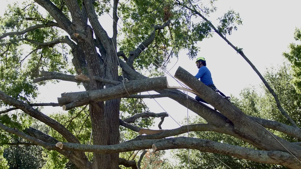 Professional Hazardous Tree Removal performed by certified arborists in Ronceverte