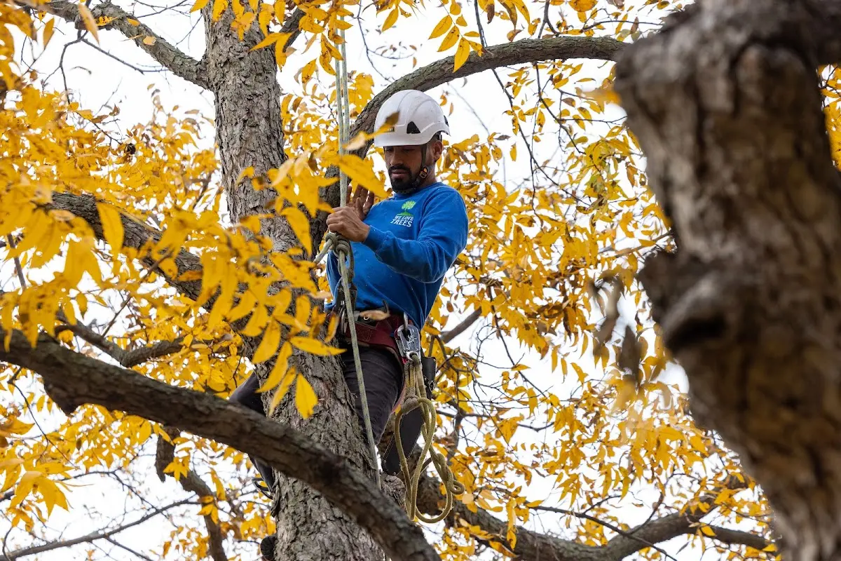 Skilled Storm Damage Cleanup crew working in Ronceverte